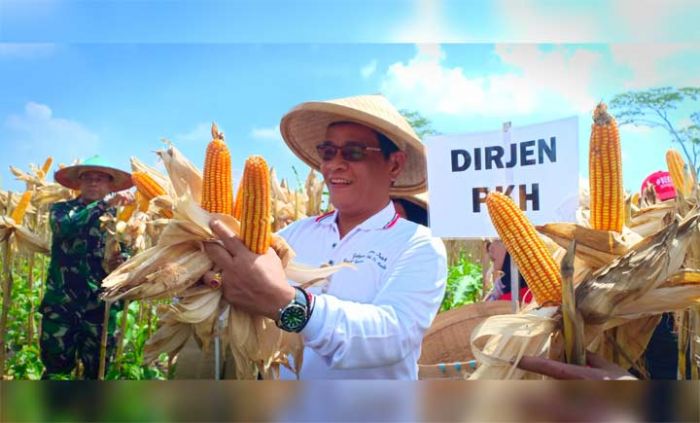 Panen Raya Jagung di Blitar, Kementan Fasilitasi Kerja Sama Petani dan Peternak