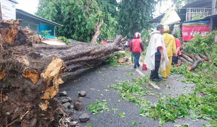 Dua Pohon di Sidoarjo Roboh Timpa 2 Sepeda Motor dan 1 Mobil