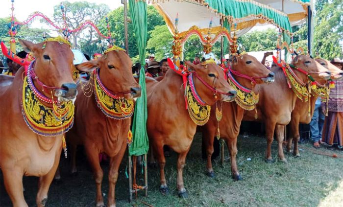 Festival Sape Sonok Bangkalan Pikat Wisatawan Asing Festival Sape Sonok Bangkalan Pikat Wisatawan Asing