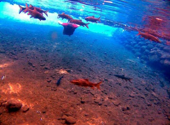 Di Banyu Biru Pasuruan, Bisa Berenang Bersama Ikan Keramat, Hiiiiiiiiiiii...