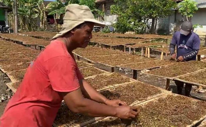 DPRD Bojonegoro Minta Pabrikan Rokok Segera Serap Tembakau Petani