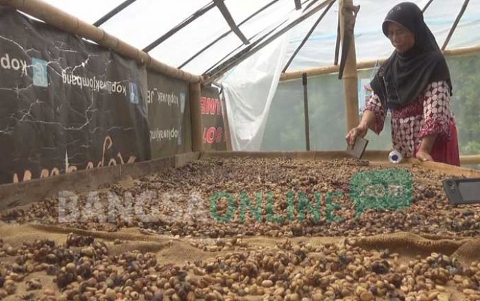 Nikmatnya Kopi Luwak Asli Wonosalam Jombang, Terkenal hingga Luar Negeri  