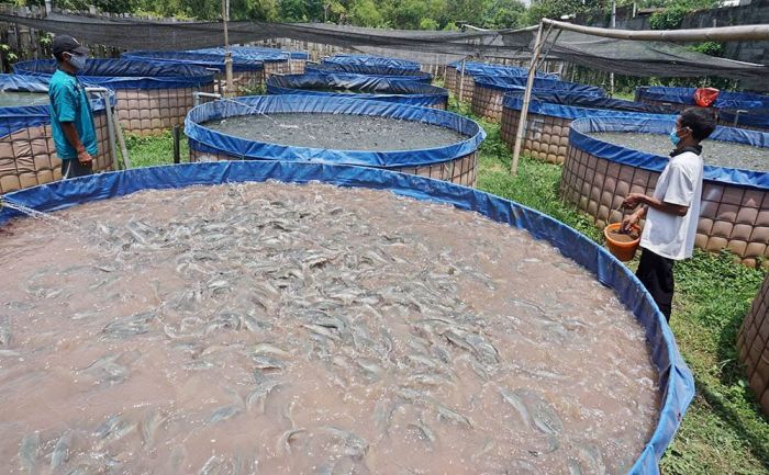 Dukung Gemarikan, Pemkot Kediri Perkuat Pasokan Ikan Dukung Gemarikan, Pemkot Kediri Perkuat Pasokan Ikan