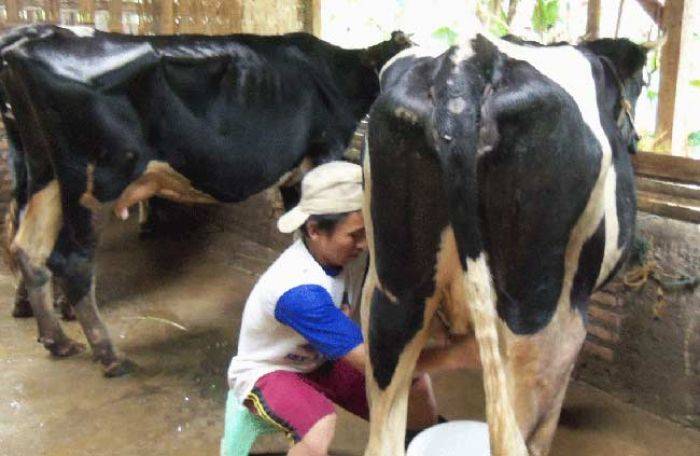 Peternak Sapi Perah di Pasuruan: Selain Susu, Hasilkan Tahu Susu dan Bikin Biogas Peternak Sapi Perah di Pasuruan: Selain Susu, Hasilkan Tahu Susu dan Bikin Biogas