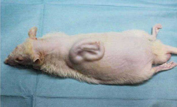 Sim Salabim… Jreng… Ada Telinga Manusia di Tubuh Tikus Sim Salabim… Jreng… Ada Telinga Manusia di Tubuh Tikus