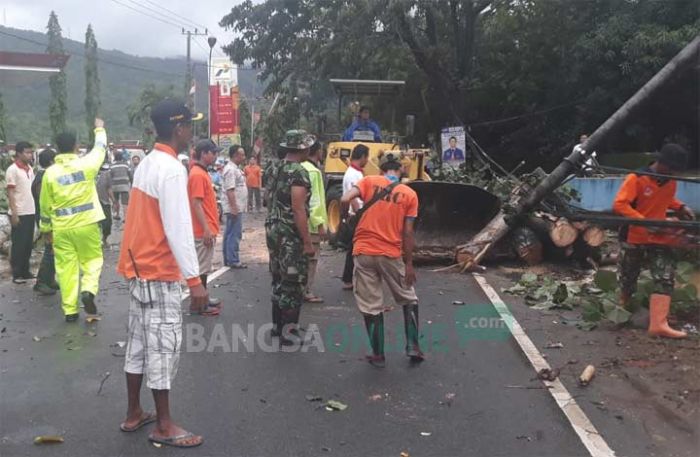 Angin Kencang Porak-porandakan Pacitan, Pohon Tumbang Lumpuhkan Arus Lalu Lintas di Mentoro Angin Kencang Porak-porandakan Pacitan, Pohon Tumbang Lumpuhkan Arus Lalu Lintas di Mentoro