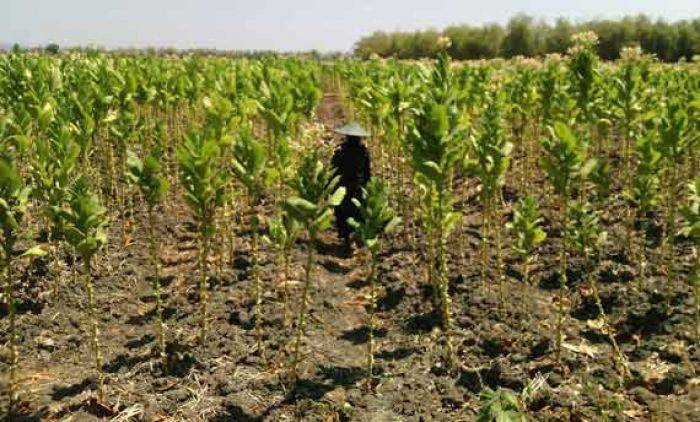 Harga Jual Tembakau Rajang di Bojonegoro Jeblok