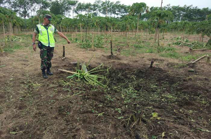 Rudal Pindad Nyasar di Kebun Milik Warga Desa Bego Lumajang, Puluhan Tanaman Pepaya Rusak