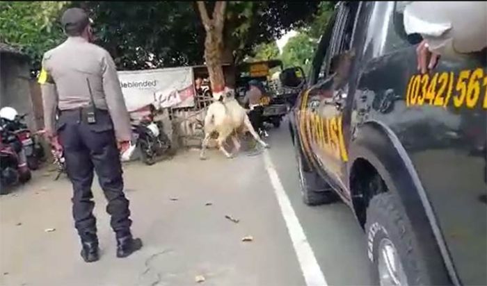 Sempat Seruduk Polisi, Sapi Kurban yang Mengamuk di Kota Blitar Akhirnya Ditembak 