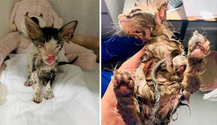 Keji, Buang Anak Kucing, Dilaburi Lem Dulu Keji, Buang Anak Kucing, Dilaburi Lem Dulu