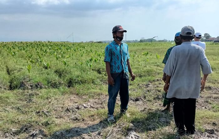 Dampak Rembesan Tambak Udang, 8 Hektare Lahan Produktif Petani Tercemar