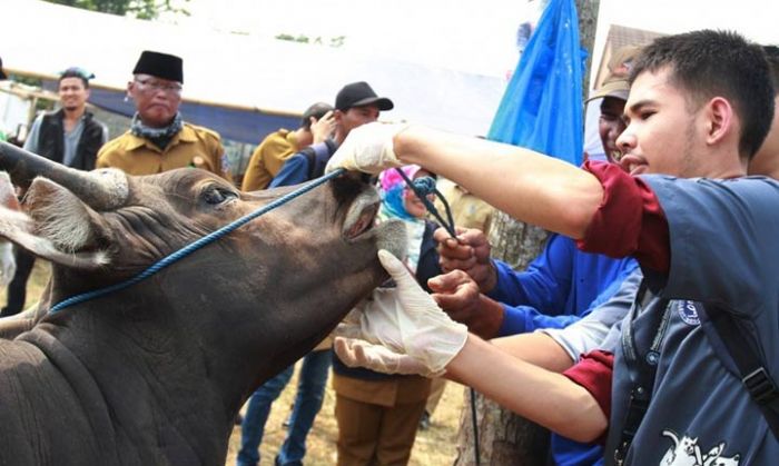 Beri Rasa Aman Kepada Masyarakat, Dinas Peternakan Sidak Tempat Penjualan Hewan Qurban Beri Rasa Aman Kepada Masyarakat, Dinas Peternakan Sidak Tempat Penjualan Hewan Qurban