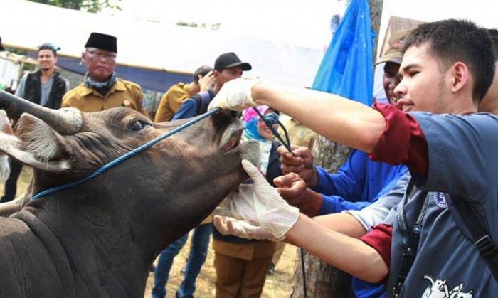 Beri Rasa Aman Kepada Masyarakat, Dinas Peternakan Sidak Tempat Penjualan Hewan Qurban