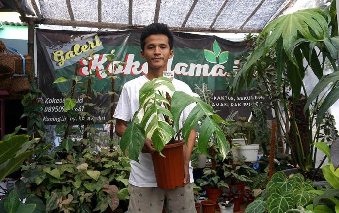 Gigih, Petani Tanaman Hias Kota Kediri Lulusan IPB yang Sukses Ekspor Sampai Thailand Gigih, Petani Tanaman Hias Kota Kediri Lulusan IPB yang Sukses Ekspor Sampai Thailand