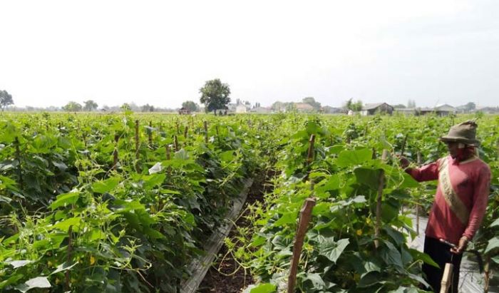 Harga Cabai Anjlok, Petani di Gresik Kelimpungan Harga Cabai Anjlok, Petani di Gresik Kelimpungan