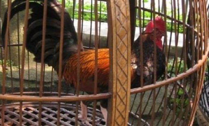 Kualitas Ayam Bekisar Juara asal Trenggalek, Tak Bisa Harumkan Nama Trenggalek karena Banyak Dijual Kualitas Ayam Bekisar Juara asal Trenggalek, Tak Bisa Harumkan Nama Trenggalek karena Banyak Dijual