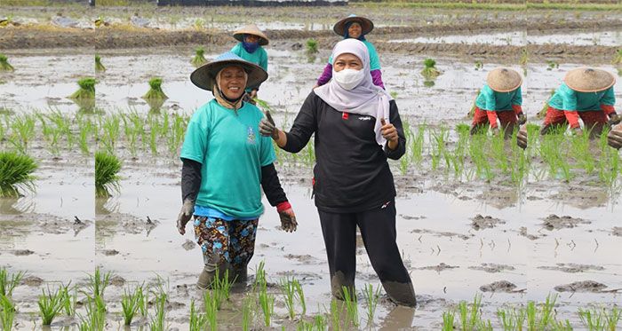 Dukung Kedaulatan Pangan Nasional, Gubernur Khofifah Galakkan Aksi Percepatan Tanam Padi Dukung Kedaulatan Pangan Nasional, Gubernur Khofifah Galakkan Aksi Percepatan Tanam Padi