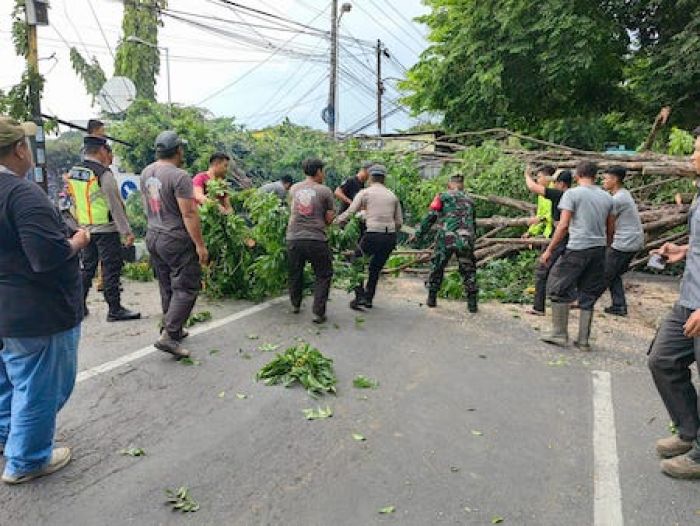 Petugas Gabungan Evakuasi Pohon Tumbang di Sidoarjo Imbas Hujan dan Angin Kencang Petugas Gabungan Evakuasi Pohon Tumbang di Sidoarjo Imbas Hujan dan Angin Kencang