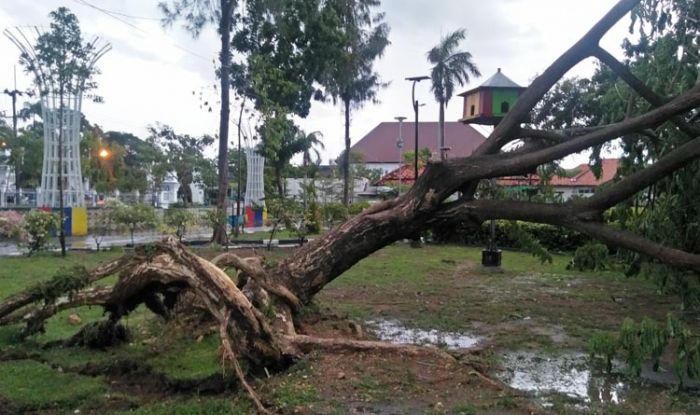 Dihantam Angin dan Hujan Deras, Pohon di Taman Wijaya Bertumbangan Dihantam Angin dan Hujan Deras, Pohon di Taman Wijaya Bertumbangan