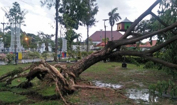 Dihantam Angin dan Hujan Deras, Pohon di Taman Wijaya Bertumbangan