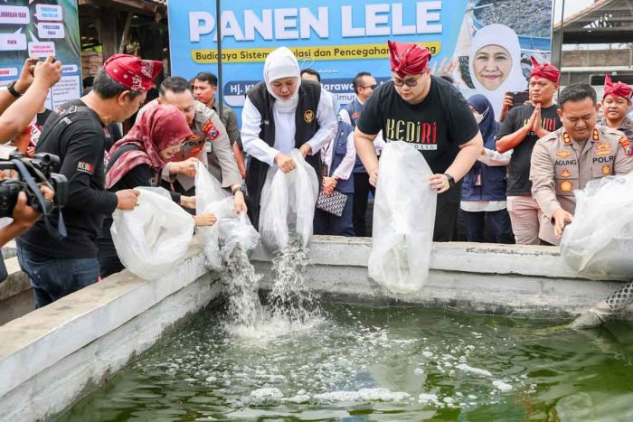 Dorong Peningkatan Budidaya Lele, Gubernur Khofifah: Peluangnya Besar dan Bermanfaat Cegah Stunting Dorong Peningkatan Budidaya Lele, Gubernur Khofifah: Peluangnya Besar dan Bermanfaat Cegah Stunting