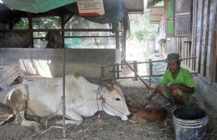 Kelompok Masyarakat Binaan Pertamina EP di Tuban, Kini Mulai Rintis Koperasi dan Toko Pertanian Kelompok Masyarakat Binaan Pertamina EP di Tuban, Kini Mulai Rintis Koperasi dan Toko Pertanian
