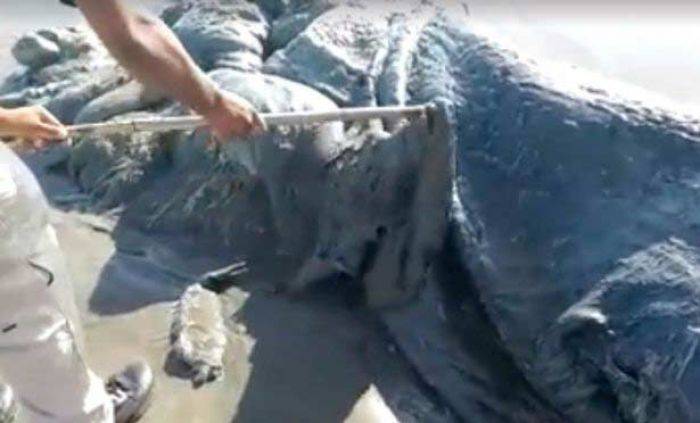 Makhluk Laut Misterius Terdampar di Pantai Meksiko Makhluk Laut Misterius Terdampar di Pantai Meksiko