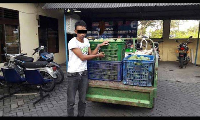 Maling Spesialis Mangga di Pasuruan Diringkus Maling Spesialis Mangga di Pasuruan Diringkus