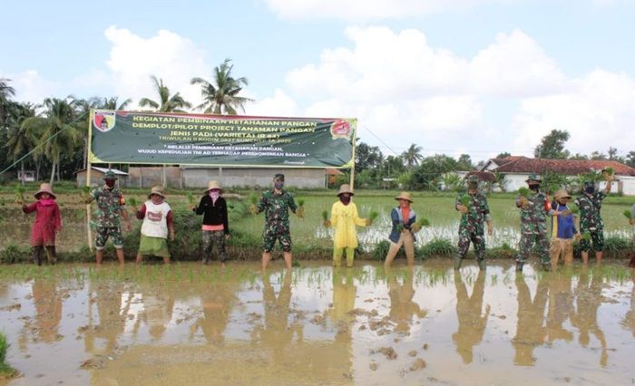 ​Wujudkan Ketahanan Pangan, Kodim 0827 Sumenep Tanam Padi Bersama Petani