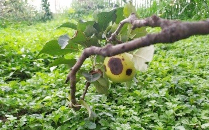 Fungisida, Harapan Baru Petani Apel Kota Batu Atasi Mata Ayam Fungisida, Harapan Baru Petani Apel Kota Batu Atasi Mata Ayam
