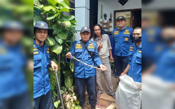 Sembunyi di Pot Bunga Rumah Warga, Ular Piton Diamankan Damkar Gresik Sembunyi di Pot Bunga Rumah Warga, Ular Piton Diamankan Damkar Gresik
