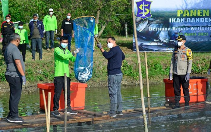 Terapkan Silvofischery, Pemkot Surabaya Panen 1,25 Ton Ikan Bandeng di Mangrove Wonorejo