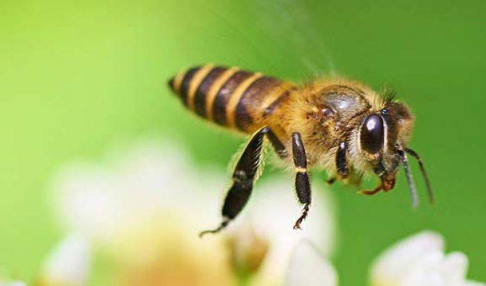 Tafsir Al-Nahl 69: Lebah, Pilot yang tak Pernah Tersesat