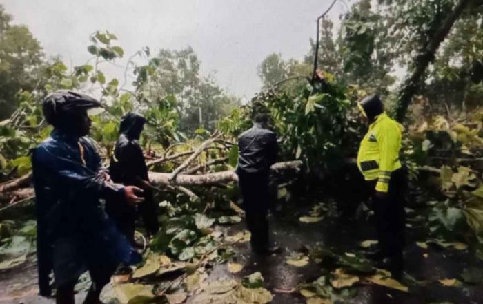 Hujan dan Angin Kencang Tumbangkan Pohon Jati Setinggi 50 Meter di Sumenep Hujan dan Angin Kencang Tumbangkan Pohon Jati Setinggi 50 Meter di Sumenep