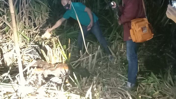 Mayat Pria Membusuk di Kebun Tebu Gegerkan Warga Pitu Ngawi Mayat Pria Membusuk di Kebun Tebu Gegerkan Warga Pitu Ngawi