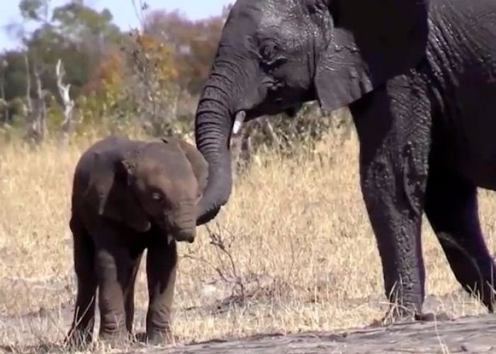 Kasihan, Belalai Bayi Gajah ini Dikunyah Buaya Kasihan, Belalai Bayi Gajah ini Dikunyah Buaya