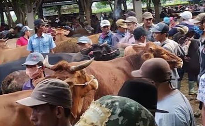 500 Ekor Sapi di Probolinggo Terpapar Wabah PMK, Harga Daging Terjun Hingga Rp30 Ribu per Kilo 500 Ekor Sapi di Probolinggo Terpapar Wabah PMK, Harga Daging Terjun Hingga Rp30 Ribu per Kilo