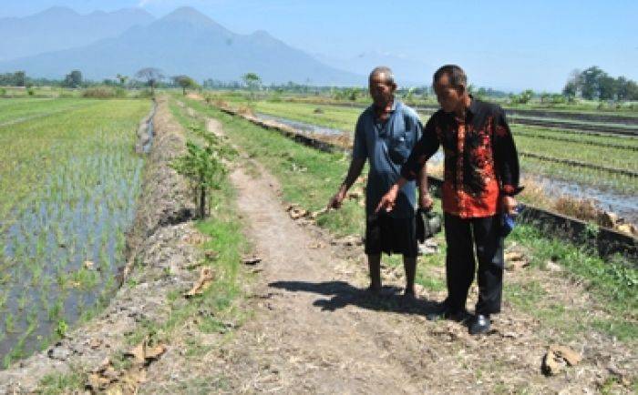 Petani Desa Ketegan Sidoarjo Butuh Pavingisasi ke Sawah