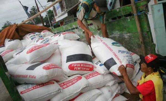 Pupuk Bersubsidi di Sumenep Diprediksi Langka Pupuk Bersubsidi di Sumenep Diprediksi Langka