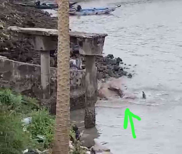 Terdampar, Sejumlah Ikan Hiu Menggelepar dan Mati di Kaki Jembatan Suramadu Terdampar, Sejumlah Ikan Hiu Menggelepar dan Mati di Kaki Jembatan Suramadu