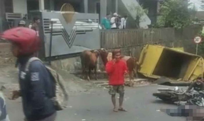 Rem Blong, Truk Muat Sapi Tewaskan Pemotor di Jalur Klemuk Songgoriti Rem Blong, Truk Muat Sapi Tewaskan Pemotor di Jalur Klemuk Songgoriti