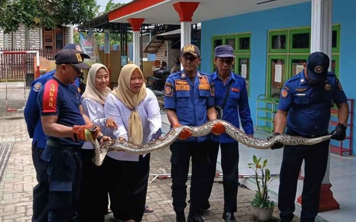 Sekolah TK di Bangkalan Jadi Sarang Ular Piton