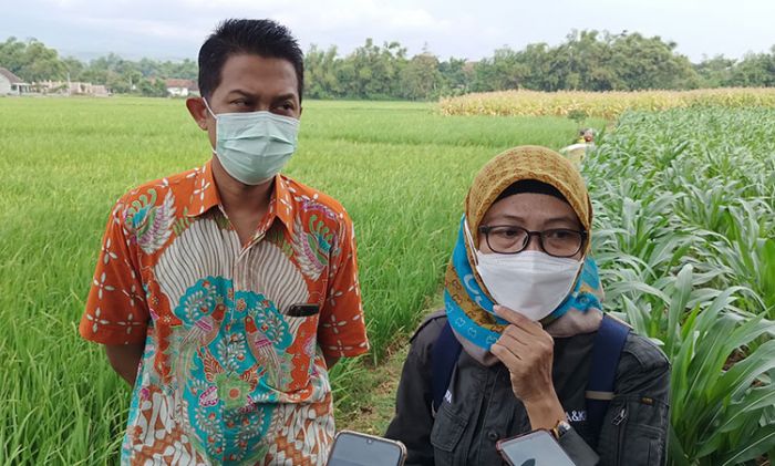 Gandeng Kelompok Tani Kaliboto, ​Dispertabun Kabupaten Kediri Gelar Aksi Gerakan Pengendalian Massal