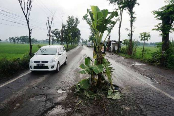 Protes Jalan Rusak di Kecamatan Perak, Warga Setempat Tanam Pisang di Tengah Jalan Protes Jalan Rusak di Kecamatan Perak, Warga Setempat Tanam Pisang di Tengah Jalan