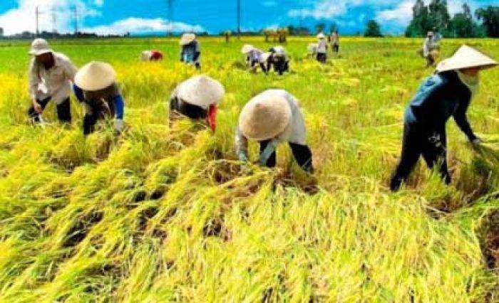 Surplus Beras, tapi Tetap Impor Surplus Beras, tapi Tetap Impor