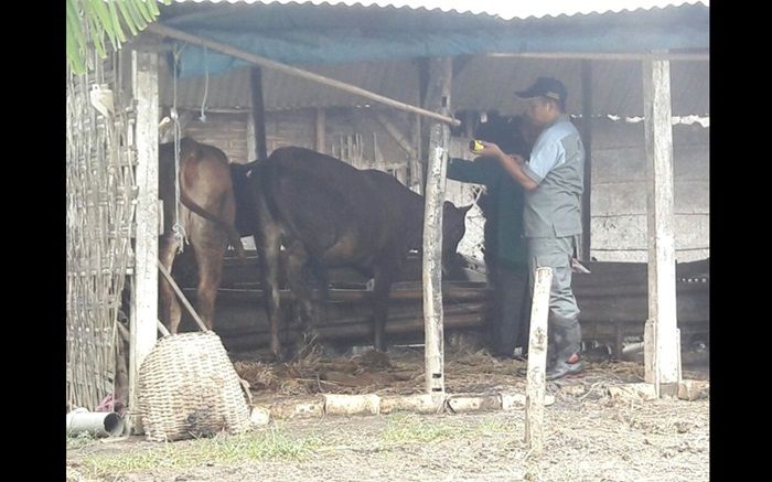 Ternak Warga Terdampak Banjir di Tuban Diberi Vitamin Ternak Warga Terdampak Banjir di Tuban Diberi Vitamin