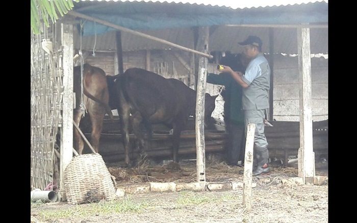 ​Ternak Warga Terdampak Banjir di Tuban Diberi Vitamin