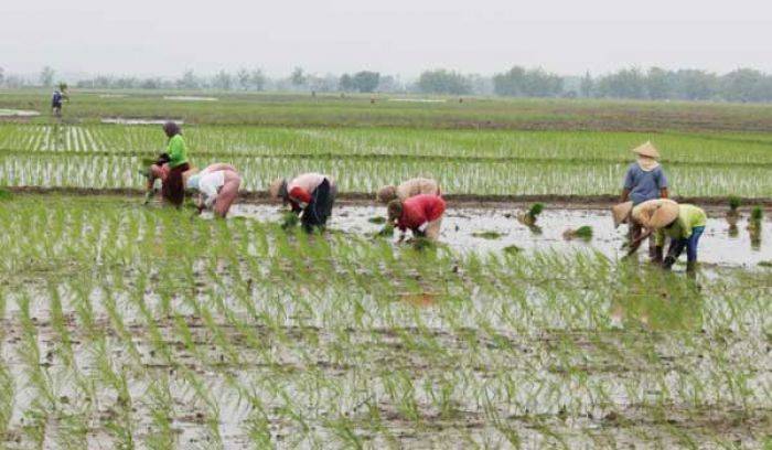 Petani di Tuban Diminta tak Cemas terkait Kelangkaan Pupuk