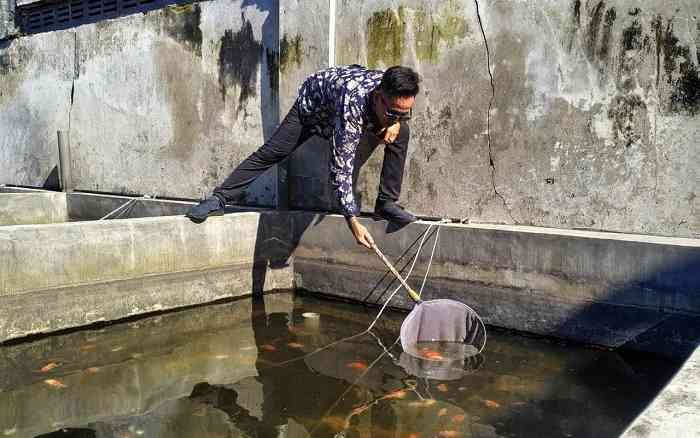 Pengusaha Muda Ikan Mas Koki asal Tulungagung Raup Omzet Miliaran Rupiah Pengusaha Muda Ikan Mas Koki asal Tulungagung Raup Omzet Miliaran Rupiah