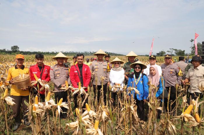 Polres Kediri Lakukan Panen Raya Perdana Jagung di KRPH Jatirejo Polres Kediri Lakukan Panen Raya Perdana Jagung di KRPH Jatirejo